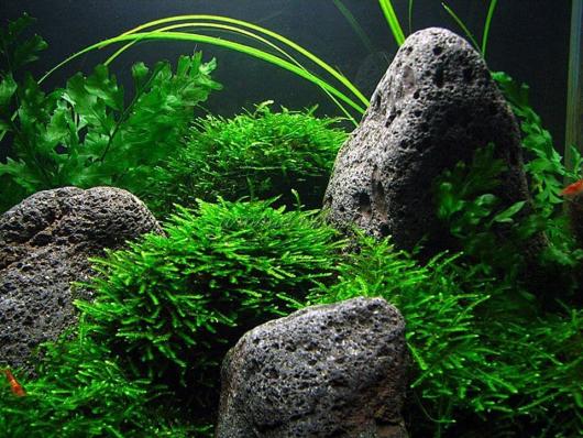 Мох Павлиний, Таксифиллум «Пиакок»  (Taxiphyllum sp. Peacock) меристемный