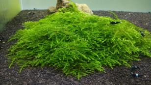 Мох колючий, Таксифиллум Спайки (Spiky moss)меристемный