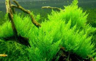 Мох колючий, Таксифиллум Спайки (Spiky moss)меристемный
