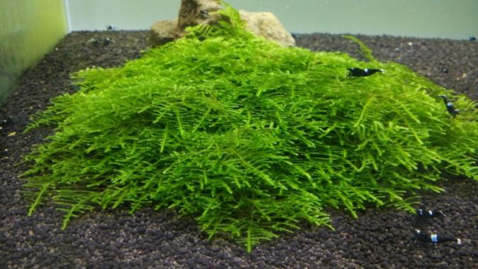 Мох колючий, Таксифиллум Спайки (Spiky moss)меристемный