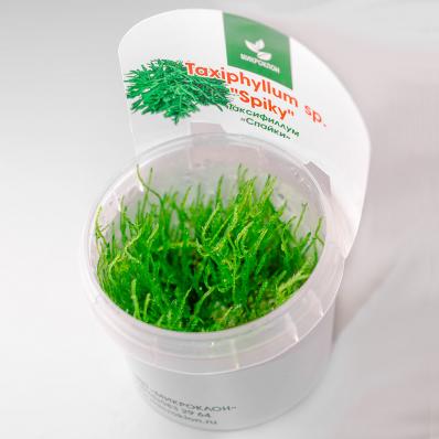 Мох колючий, Таксифиллум Спайки (Spiky moss)меристемный