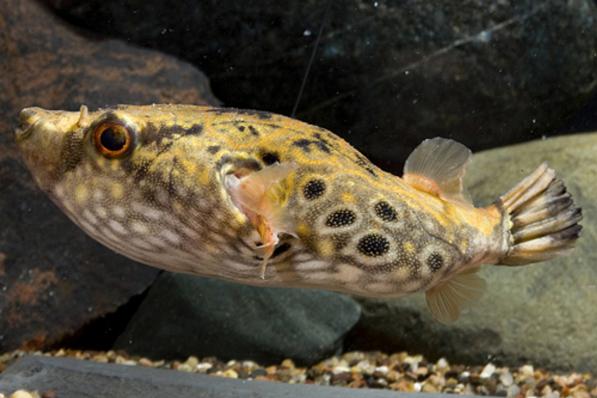 Тетрадон горбатый палембанг (Tetraodon palembangensis) - наличие и актуальная цена подтверждается менеджером