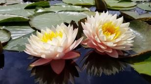 Нимфея Блашинг Брайдон (Nymphaea Blushing Brydon)