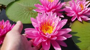 Нимфея Вайлд Файр (Nymphaea Wild Fire)