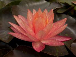 Нимфея Ванвиза (Nymphaea Wanvisa)