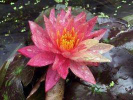 Нимфея Ванвиза (Nymphaea Wanvisa)