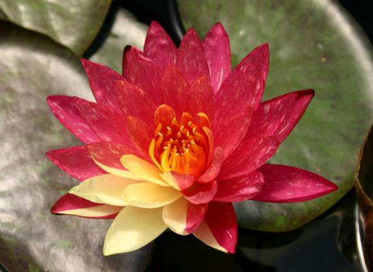 Нимфея Ванвиза (Nymphaea Wanvisa)