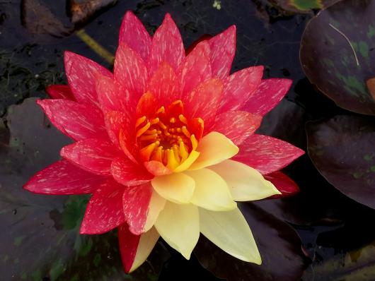 Нимфея Ванвиза (Nymphaea Wanvisa)
