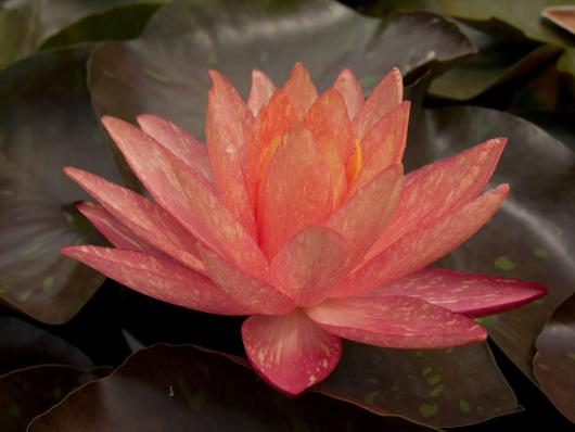 Нимфея Ванвиза (Nymphaea Wanvisa)