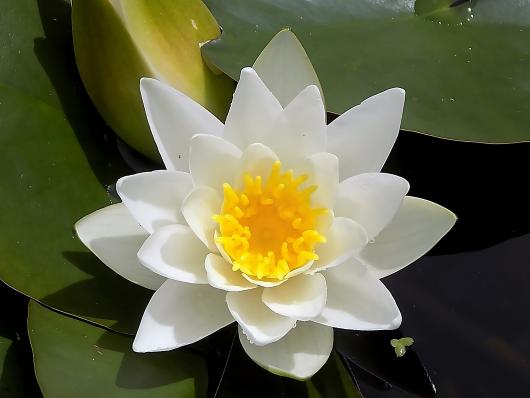 Нимфея Гермина (Nymphaea Hermina)