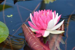 Нимфея Джаккафонг (Nymphaea Jakkaphong)
