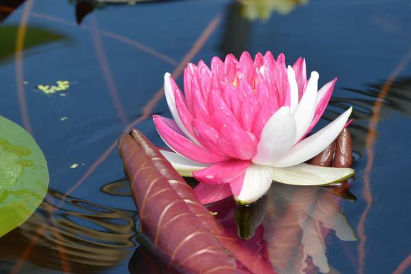 Нимфея Джаккафонг (Nymphaea Jakkaphong)
