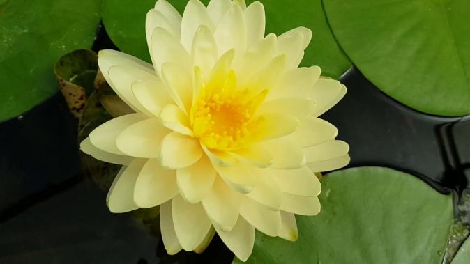 Нимфея Лимон Меренг (Nymphaea Lemon Merengue)