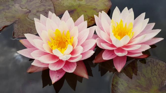 Нимфея Мира (Nymphaea Myra)