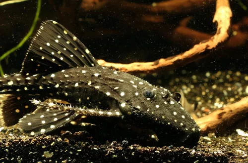 Сом Акантикус Адонис (Acanthicus adonis)