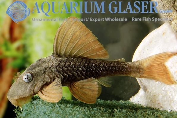 Сом номерной L137 Hypostomus soniae