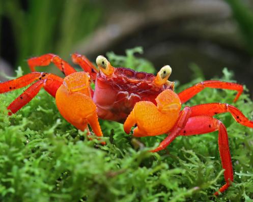 краб красный помидор crab-red tomato geosesarma