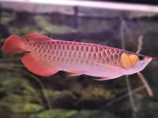 Арована фиолетово-красная (Violet Fusion Super Red Arowana)
