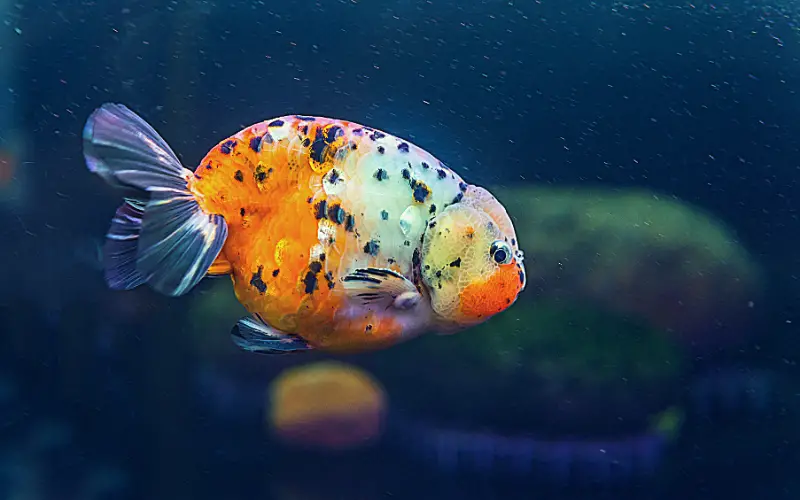 Ранчу (Ranchu Goldfish) ситцевый