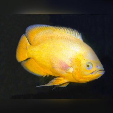 Цихлида Астронотус лимонный  (Astronotus  Citreus)- не оферта, наличие и актуальная цена подтверждаются 5 - 6 см