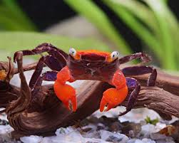 Краб красный дьявол самка (Geosesarma sp. Devil) декоративный краб — наличие подтверждается менеджером