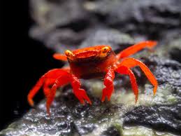 Краб красный дьявол самка (Geosesarma sp. Devil) декоративный краб для палюдариума и аквариума — наличие подтверждается менеджером