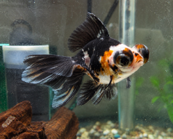 Золотая рыбка Телескоп ситцевый (Calico Telescope Goldfish)