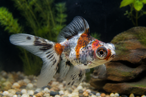 Золотая рыбка Телескоп ситцевый (Calico Telescope Goldfish)