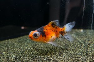 Золотая рыбка Телескоп ситцевый (Calico Telescope Goldfish)