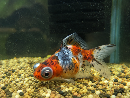 Золотая рыбка Телескоп ситцевый (Calico Telescope Goldfish)