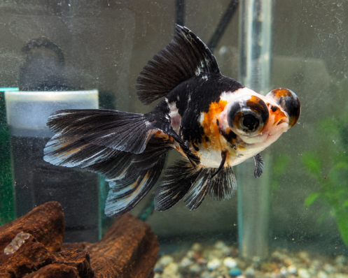 Золотая рыбка Телескоп ситцевый (Calico Telescope Goldfish)