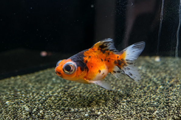 Золотая рыбка Телескоп ситцевый (Calico Telescope Goldfish)