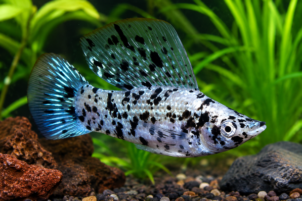 Моллинезия Велифера Далматин — парусная моллинезия (Poecilia velifera Dalmatian) 6 - 7 см