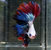 Петушок Betta splendens Халф Мун кои