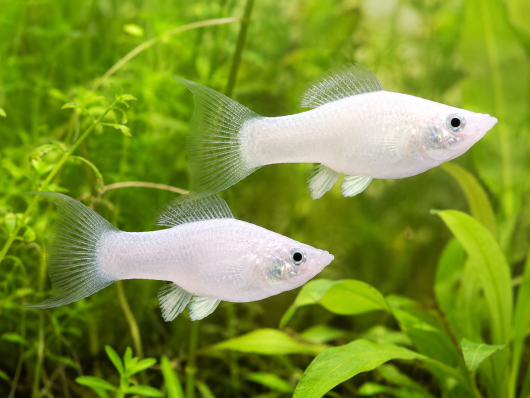 Моллинезия Снежинка (Poecilia sphenops) — белая моллинезия