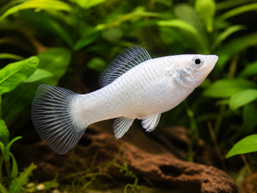 Моллинезия Снежинка (Poecilia sphenops) — белая моллинезия