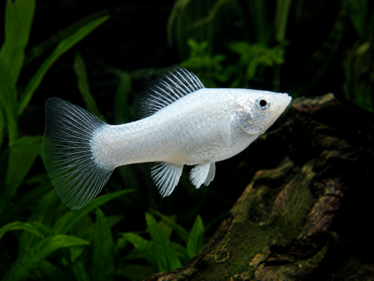 Моллинезия Снежинка (Poecilia sphenops) — белая моллинезия