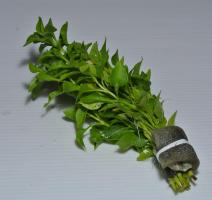 Альтернантера зеленая бетзикиана  (Alternanthera Bettzickiana Green)