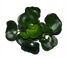 Эйхорния отличная, Водный гиацинт (Eichhornia crassipes)