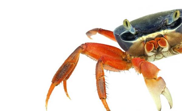 Краб радужный (Cardisoma armatum)