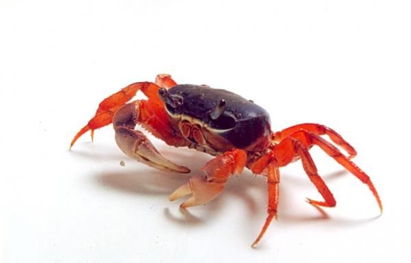 Краб радужный (Cardisoma armatum)
